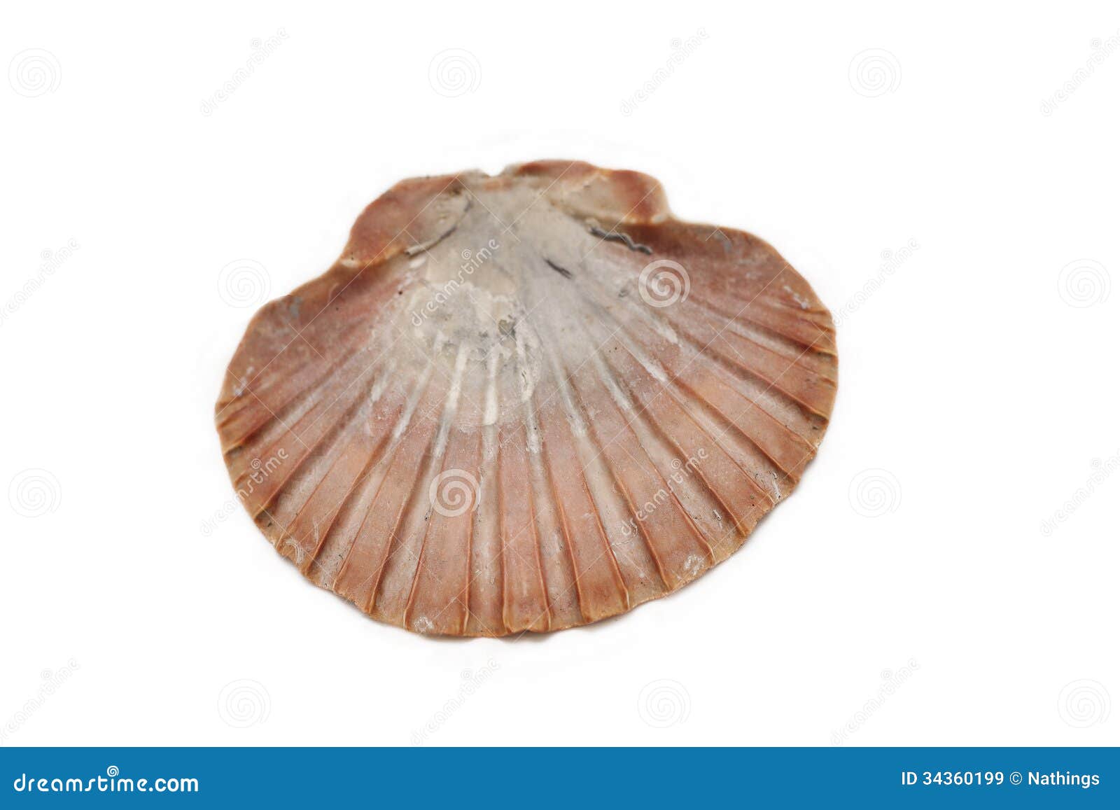 large mediterranian seashell