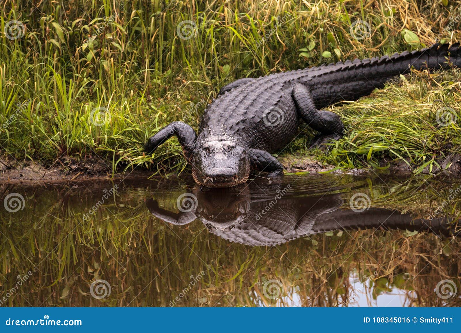 large menacing american alligator alligator mississippiensis