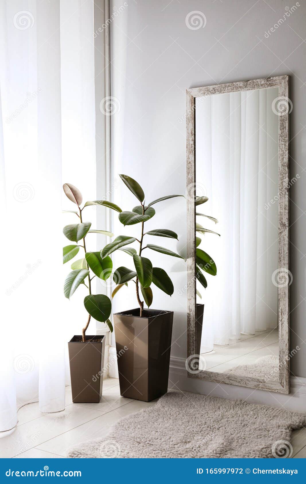 Large Mirror and Plants Near Window in Room Stock Photo Image of