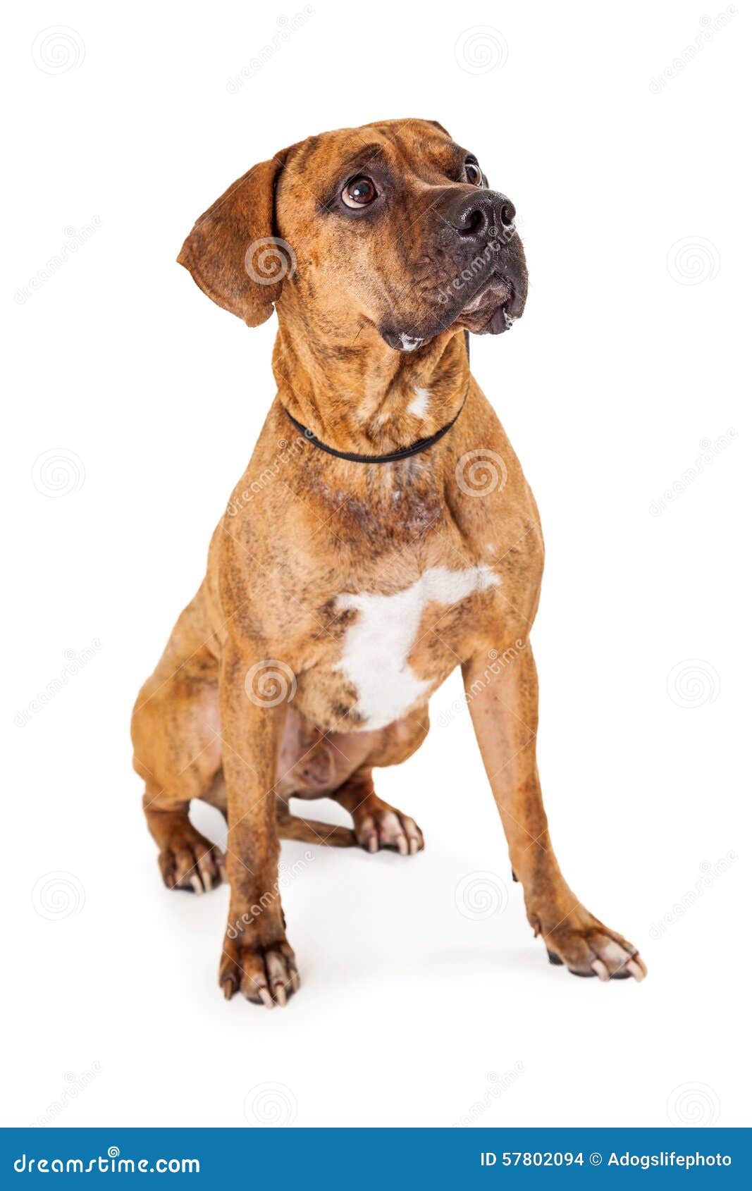 Large Mixed Breed Dog Sitting Looking Up Stock Photo Image of