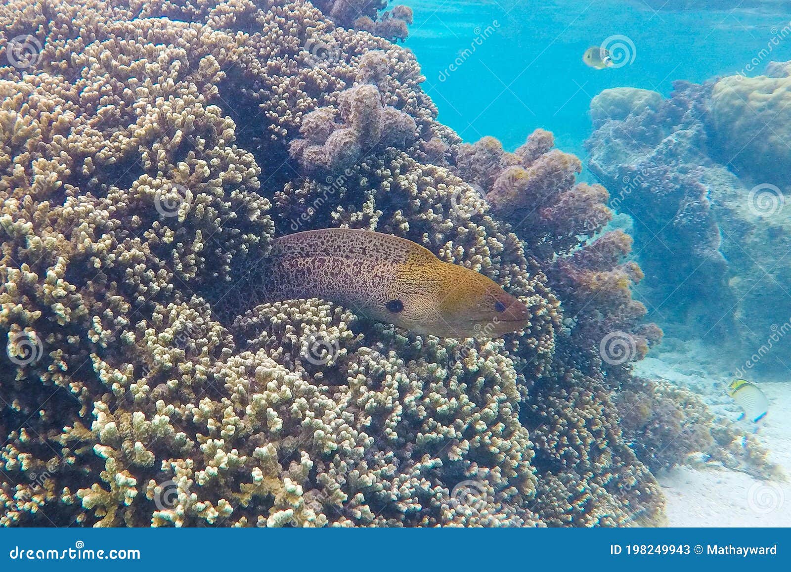 Large Moray Eel Protecting His Underwater Lair in a Coral Reef Stock