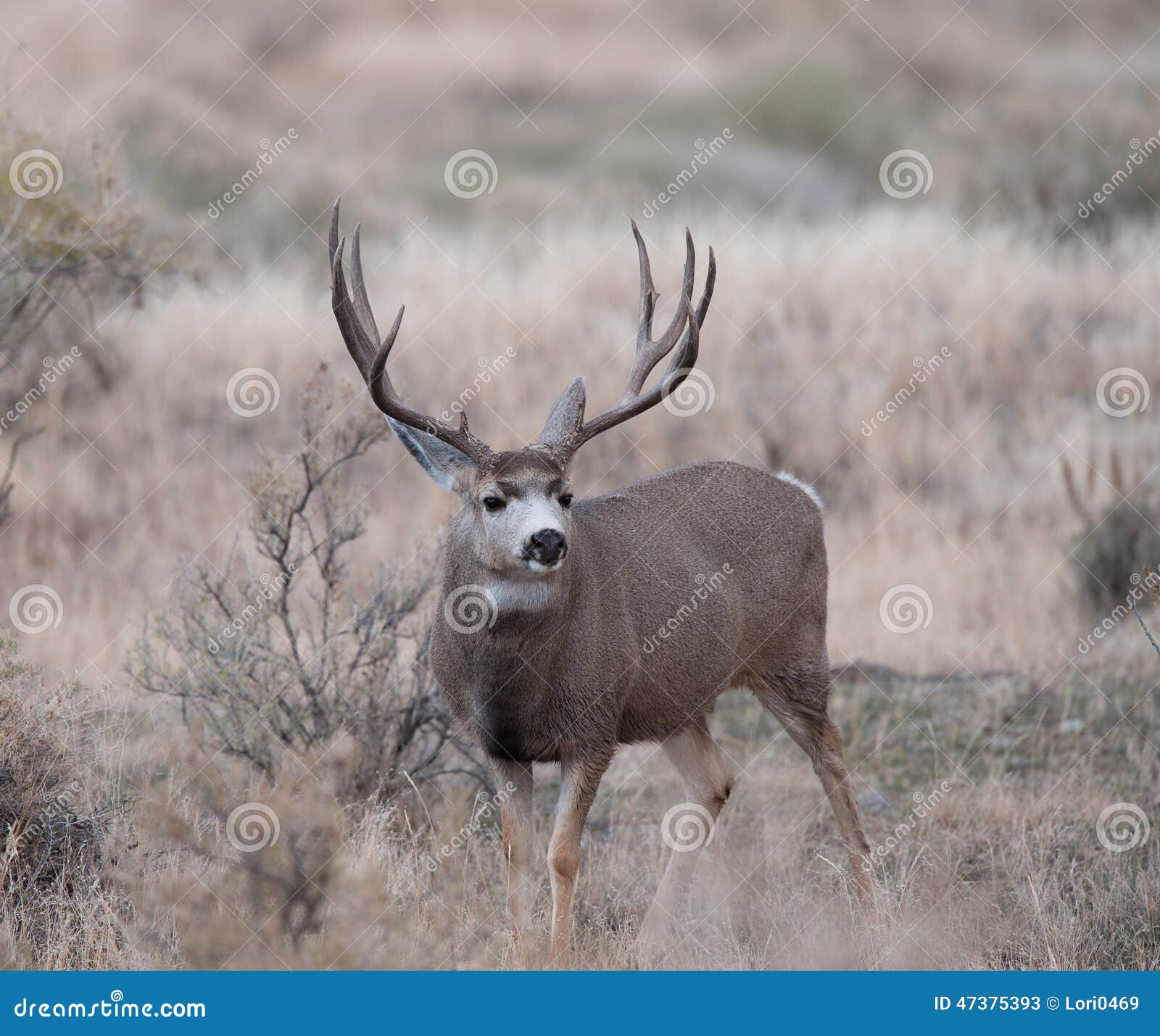 large mule deer buck picks up on scent