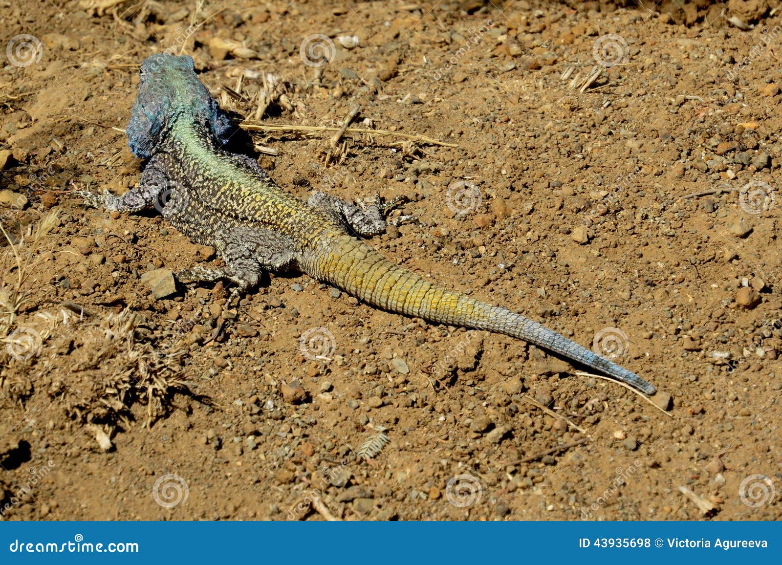 multi colored lizard