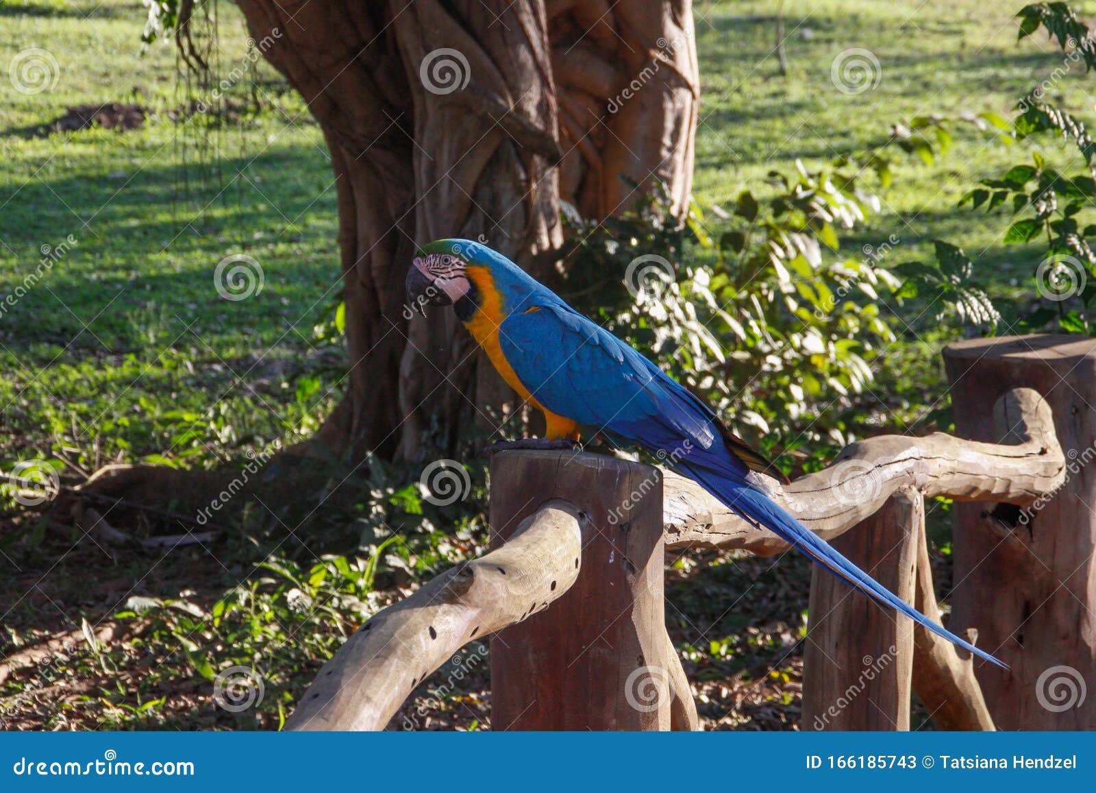 Large Multi-colored Talking Macaw Ara Parrot In The Rainforest Of Brazil  Stock Image - Image of colombia, avian: 166185743