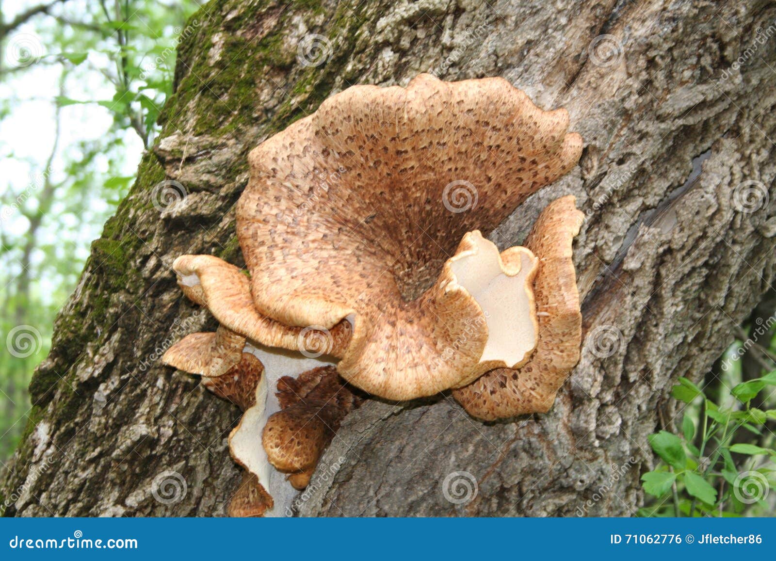 Large Mushroom Growing on a Tree Stock Photo Image of nature, white