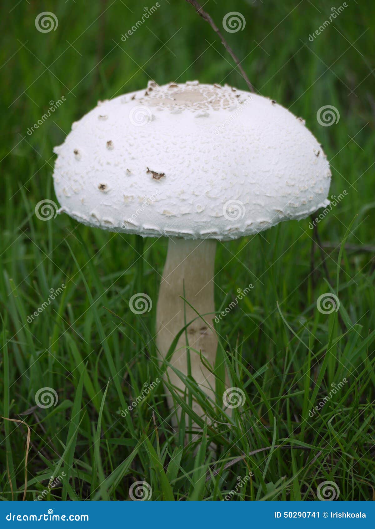 Large mushroom stock image. Image of colourful, africa 50290741