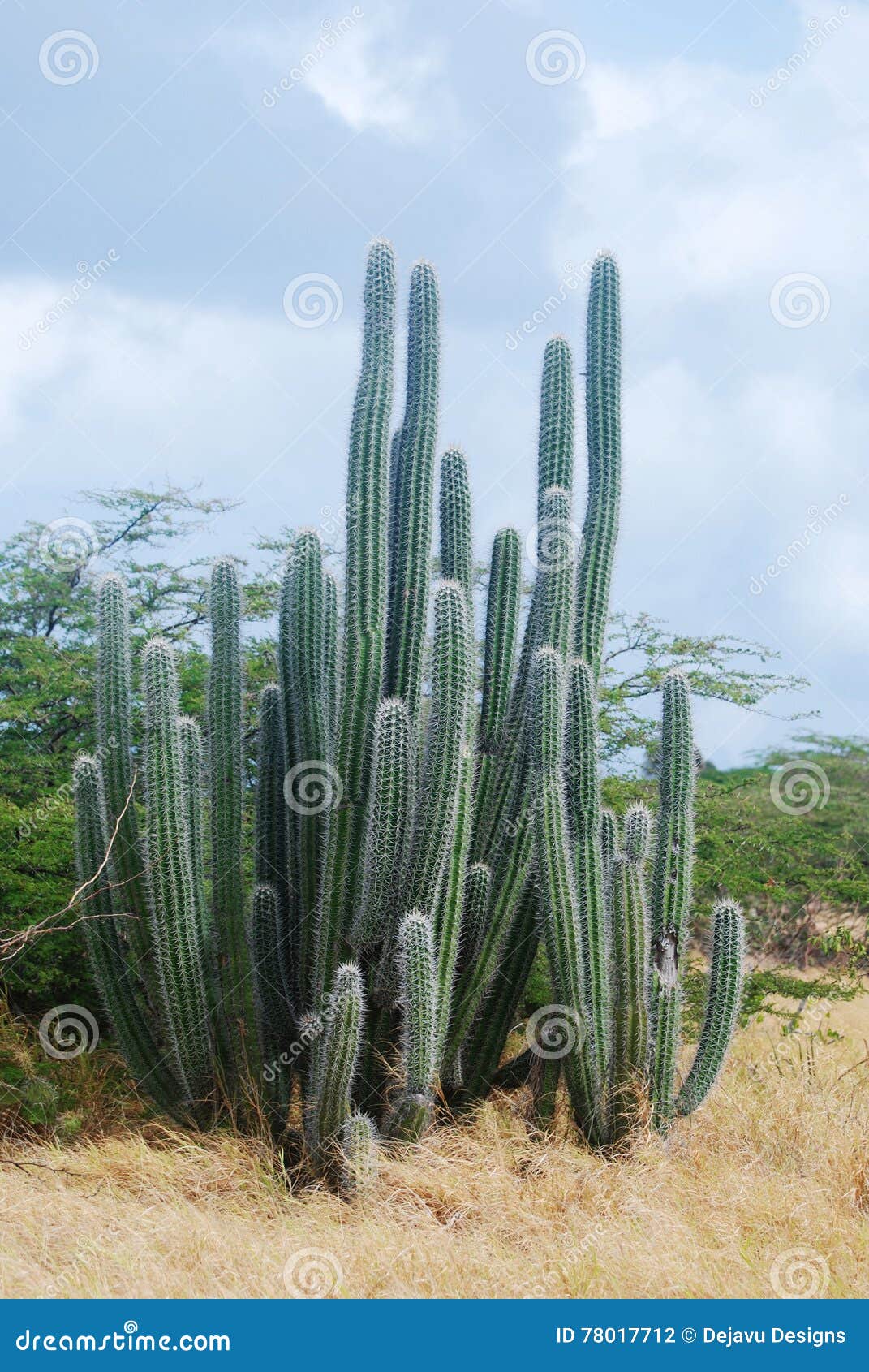 Large Native Yatu Cactus in Aruba Stock Photo Image of kadushi, yatu