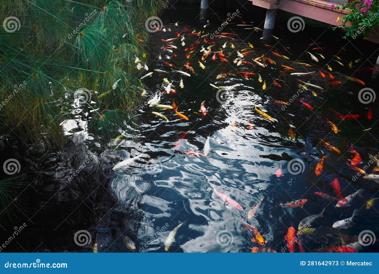 Large Number of Koi Fish Swimming in an Artificial Pond. Stock Image