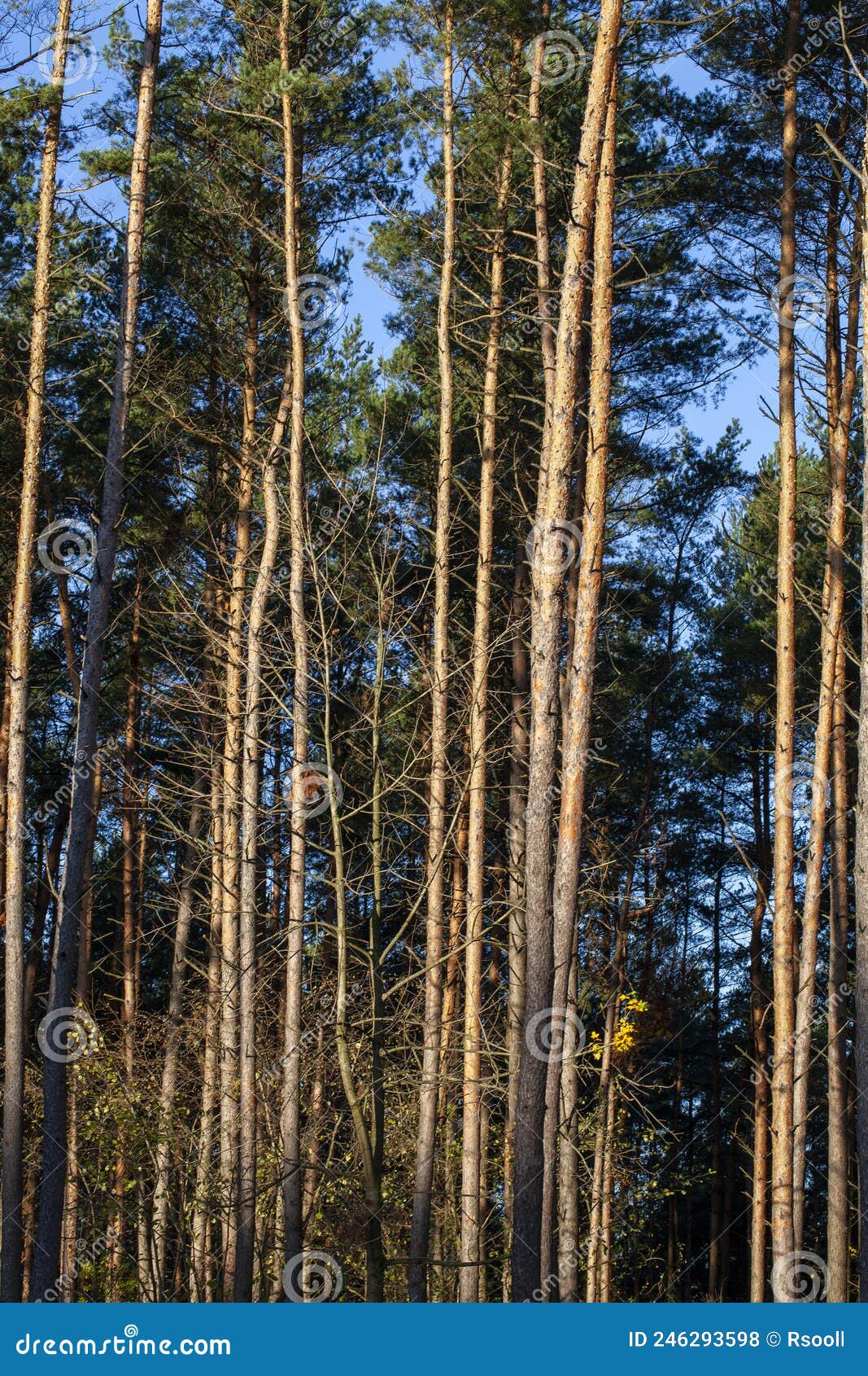Large Number of Pines in the Forest in Europe Stock Photo Image of