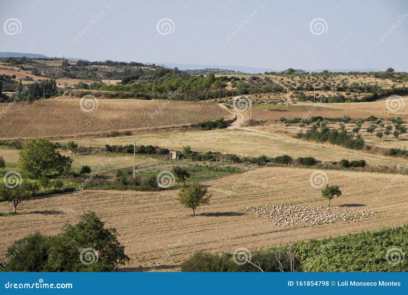 a large number of storks perched on a farm, resting from the long journey