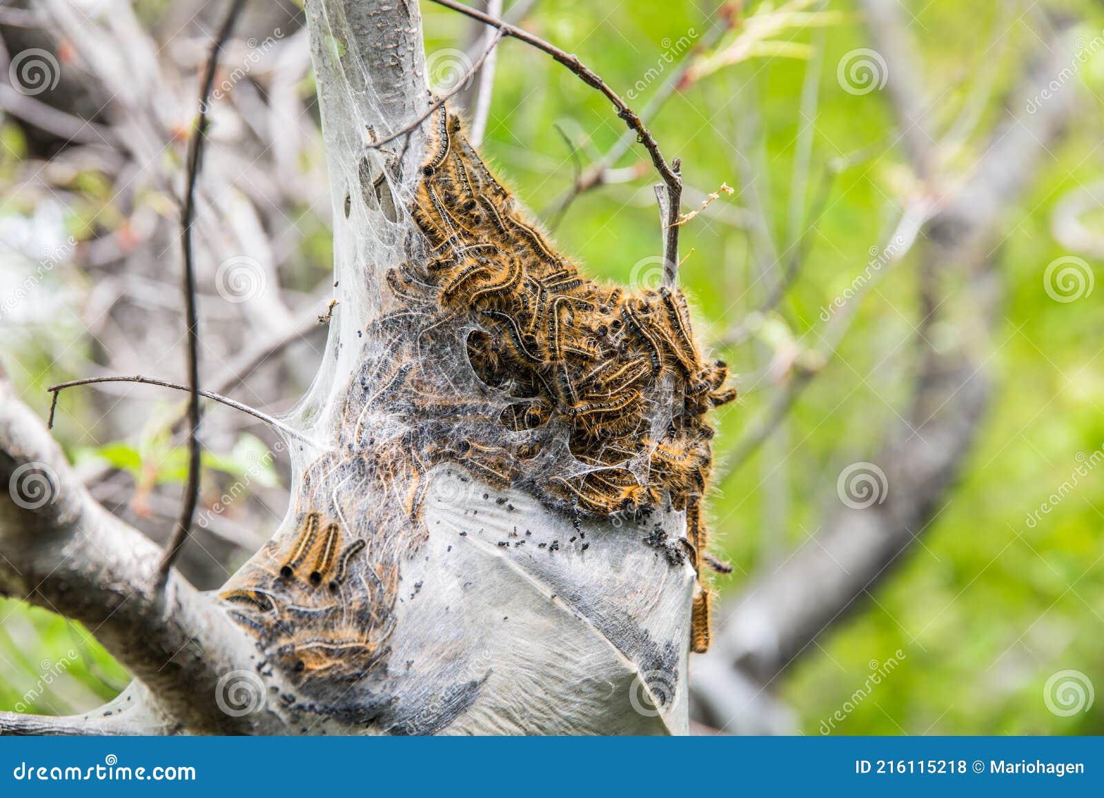 Cocoon Of Oak Processionary Caterpillars On Oak Trunk Dangerous oak-processionary-moth-tree-topics