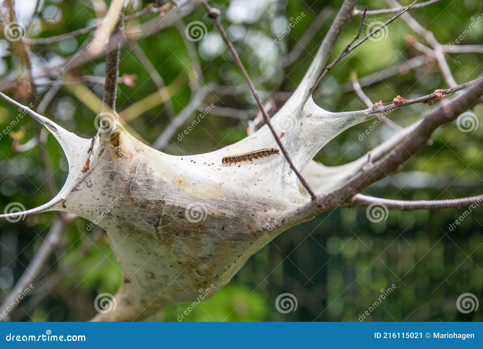 Large Oak Processionary Moth Nest In Procession On An Oak Tree Royalty large-oak-processionary-moth-nest-in-procession-on-an-oak-tree-royalty
