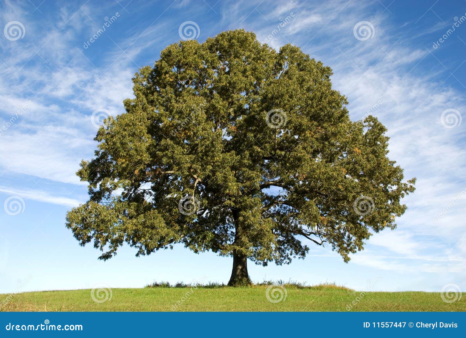 large oak tree with blue sky