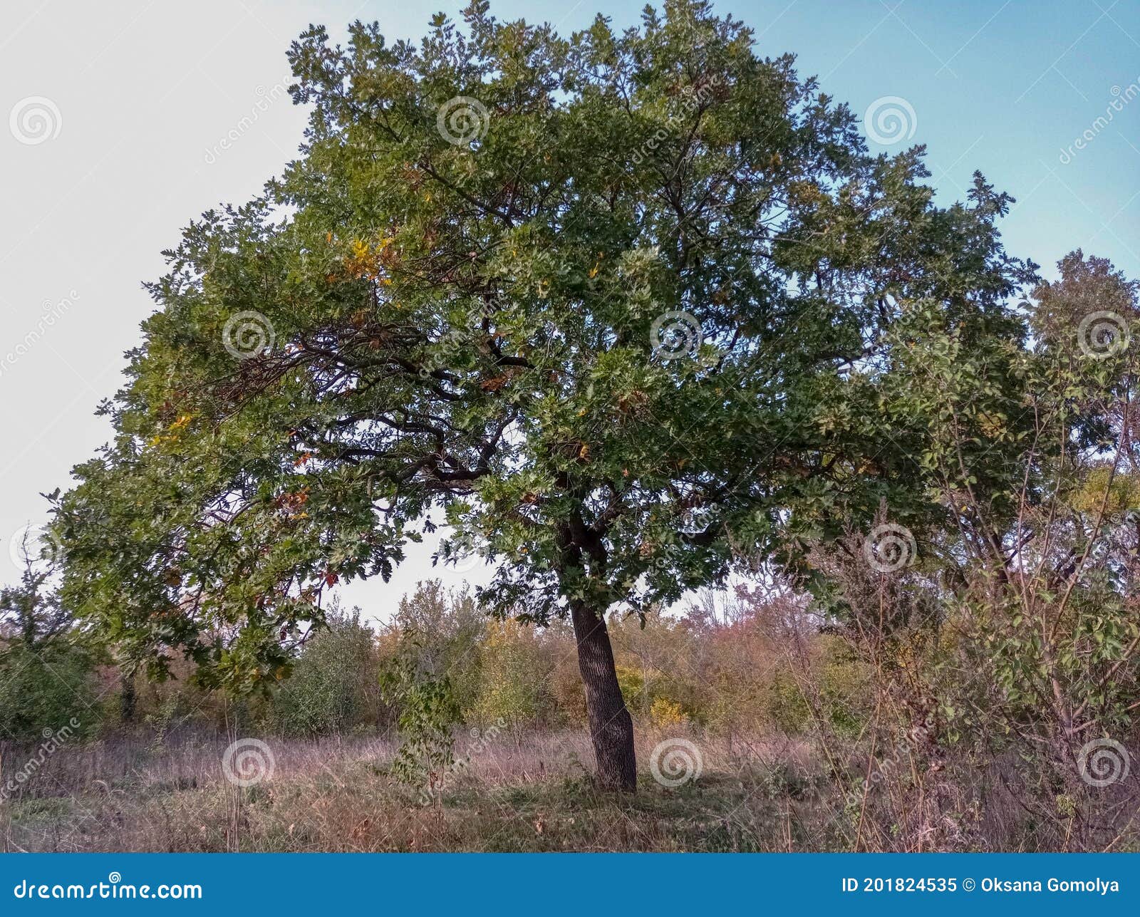 A Large Oak Tree in a Clearing in the Forest. Stock Image Image of large, clearing 201824535