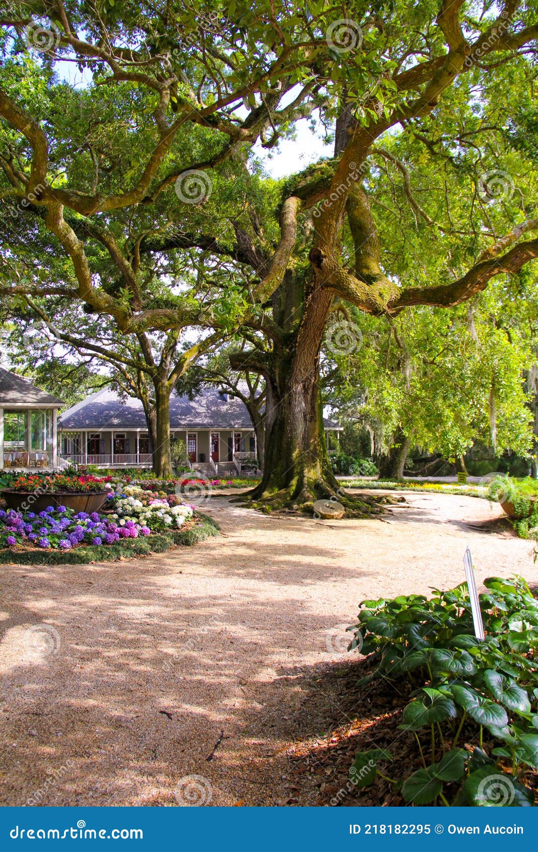 Large oak tree stock image. Image of tree, louisiana 218182295