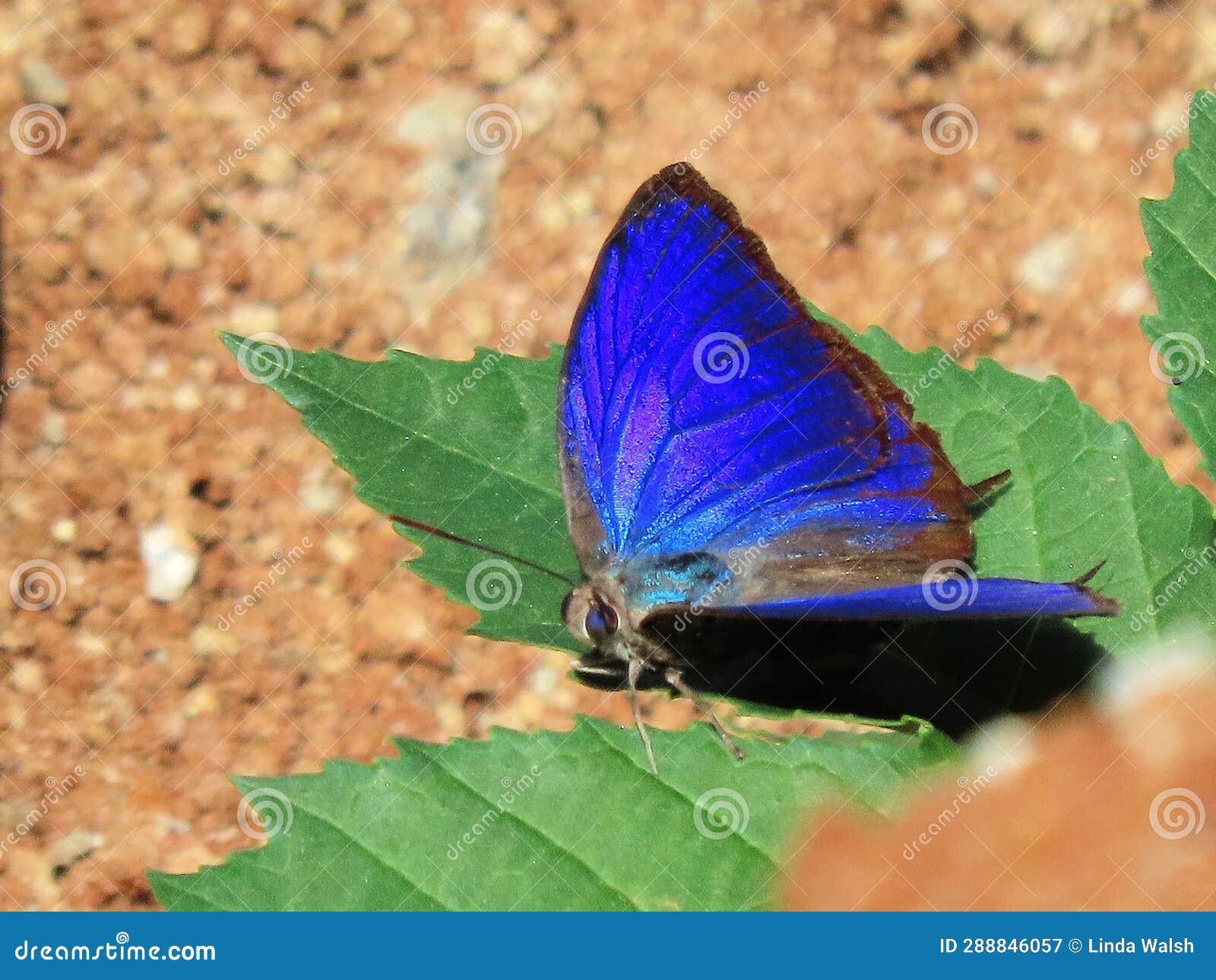 large oakblue blue butterfly natural vibrant color