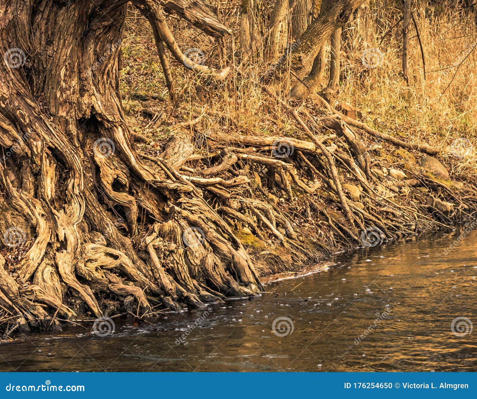 old gnarly tree at river edge