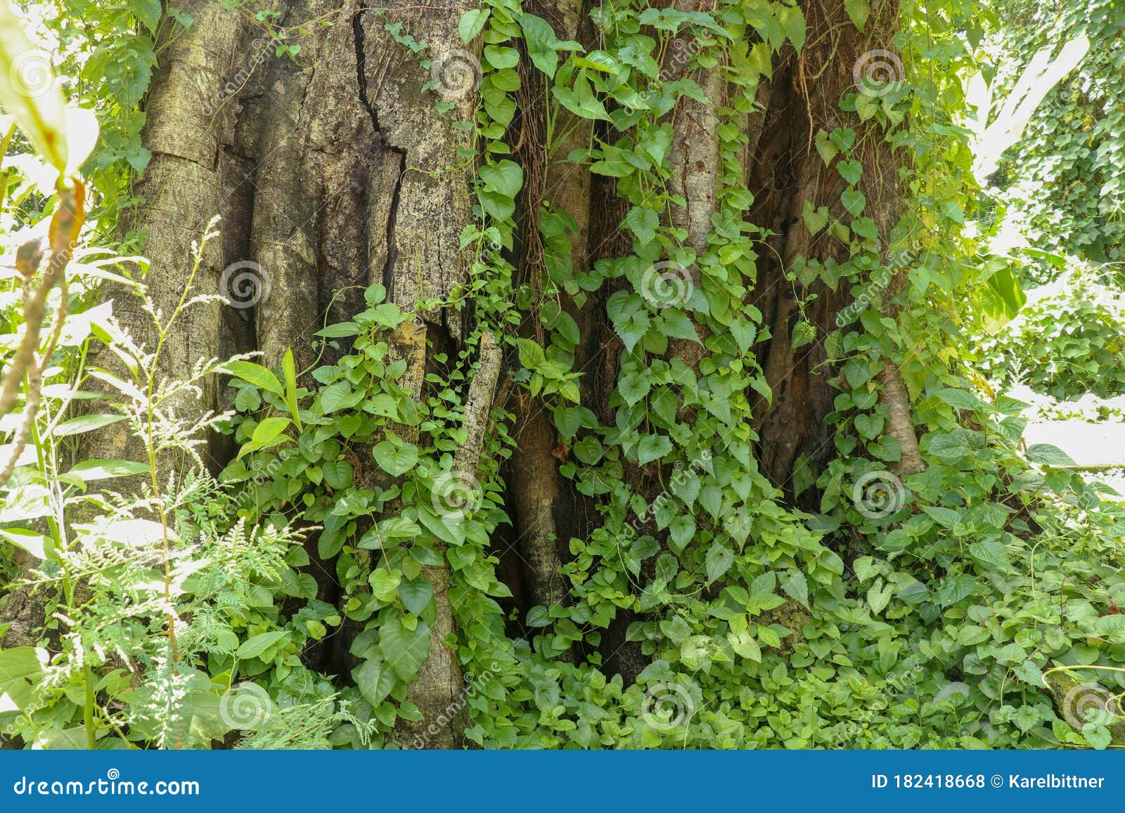 survivors the quest overgrown lianas survivors the quest overgrown lianas