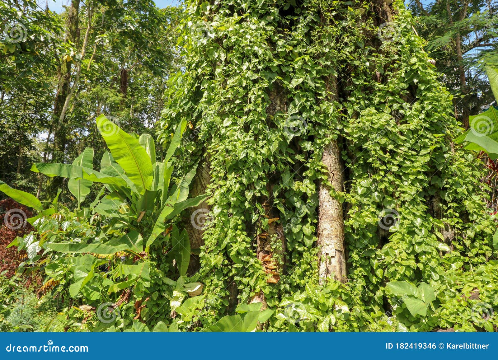 survivors the quest overgrown lianas survivors the quest overgrown lianas