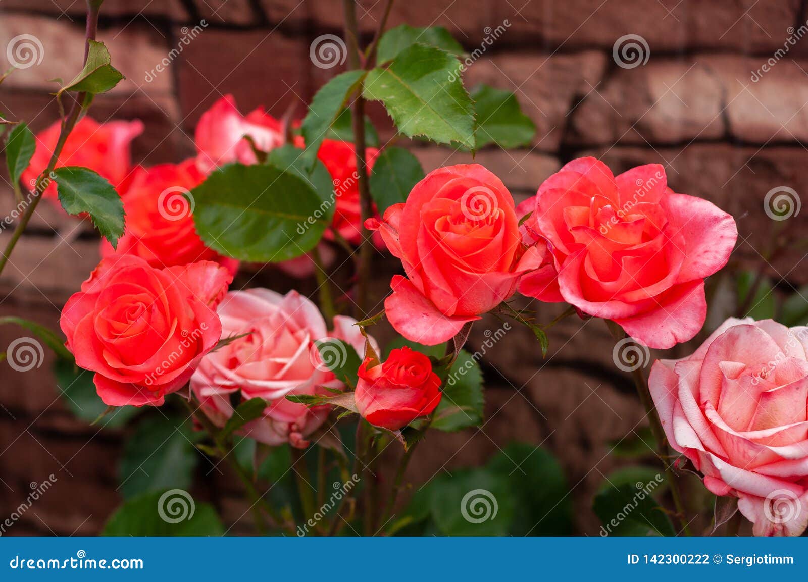 Large Open Coral Rose among Other Roses Close Up Stock Photo Image of