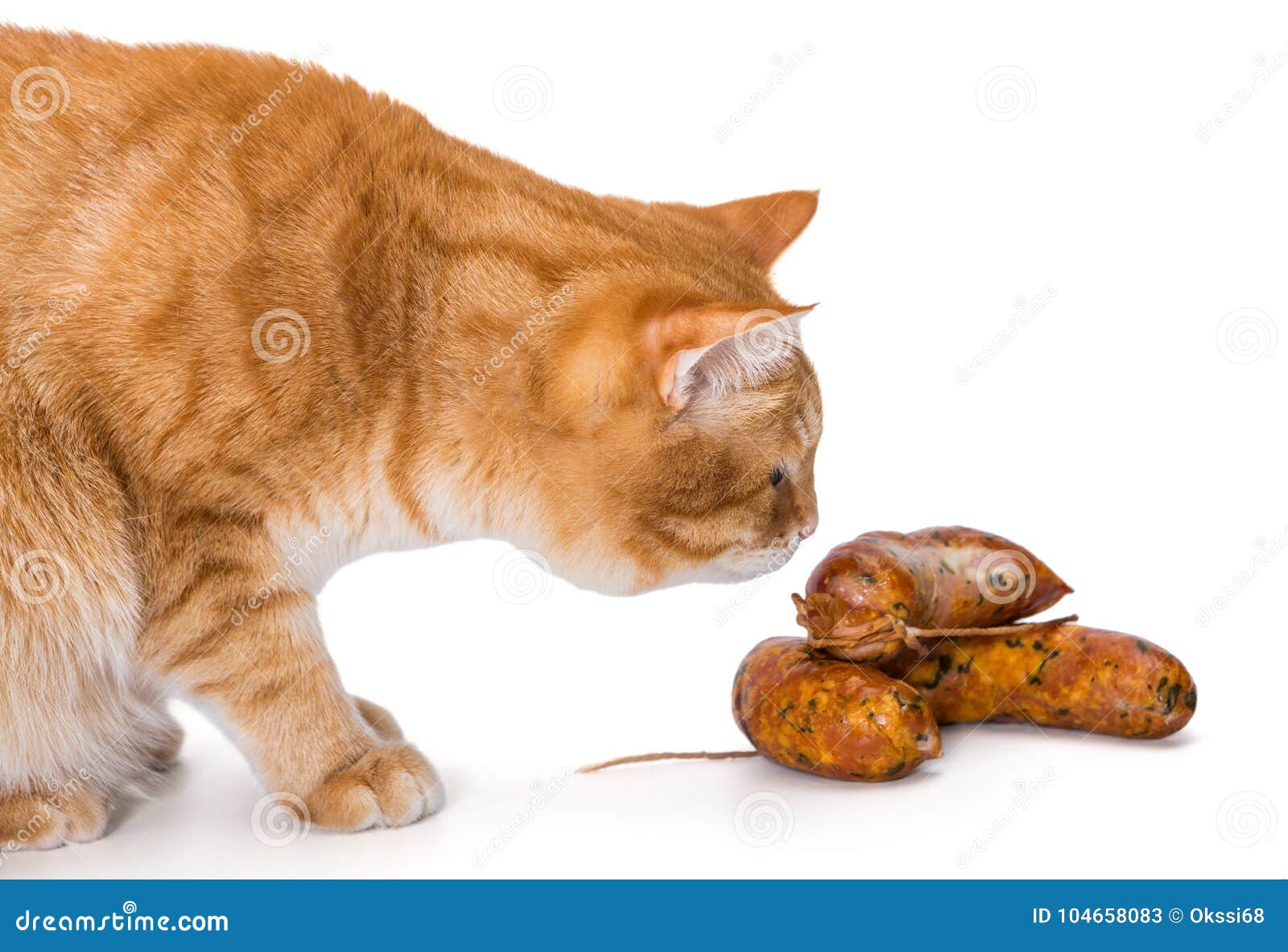 Large Orange Cat Looking at Sausages Stock Image Image of health, hair 104658083