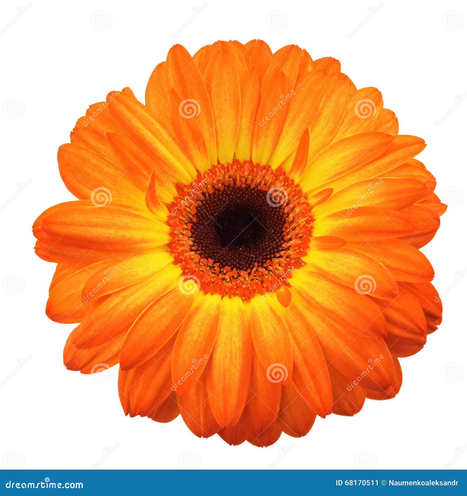 Large Orange Gerbera Flower on White Background Stock Image Image of