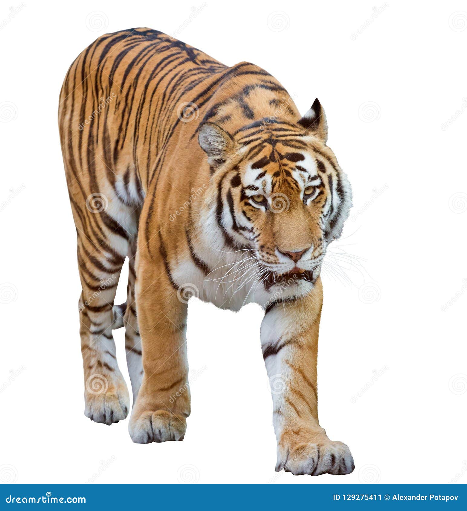 Hãy chiêm ngưỡng vẻ đẹp ma mị và đầy uy lực của hổ trắng đơn trắng khi được cách biệt hoàn toàn với phông nền. Mời bạn xem ảnh rực rỡ này để khám phá thêm về loài hổ huyền thoại.