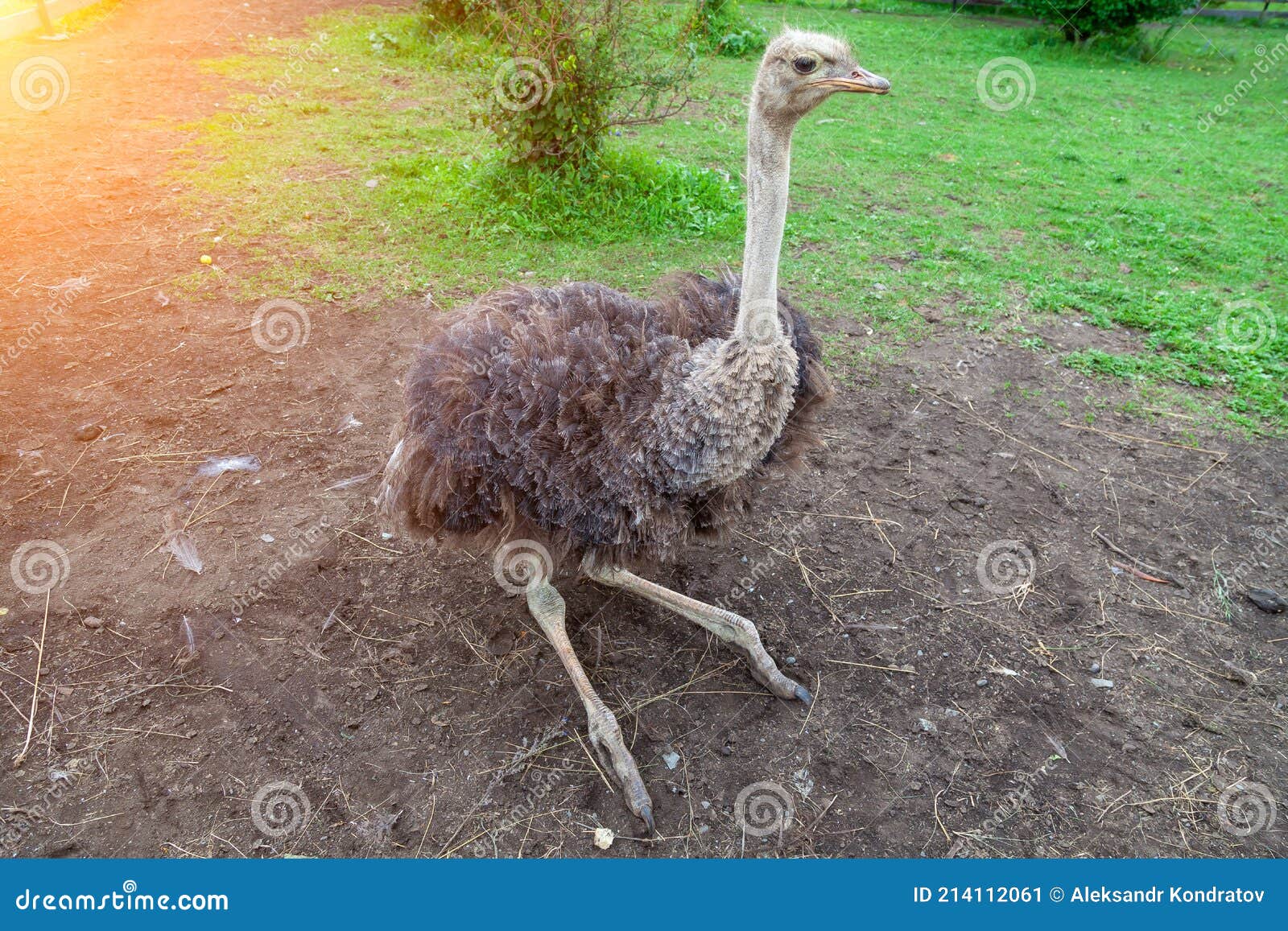 A Large Ostrich Bird with a Long Neck Sits on the Green Grass with Its Legs Bent. Rare and Endangered Animals Stock Image - Image of female, close: 214112061 A Large Ostrich Bird with a Long Neck Sits on the Green Grass with Its Legs Bent. Rare and Endangered Animals Stock Image - Image of female, close: 214112061