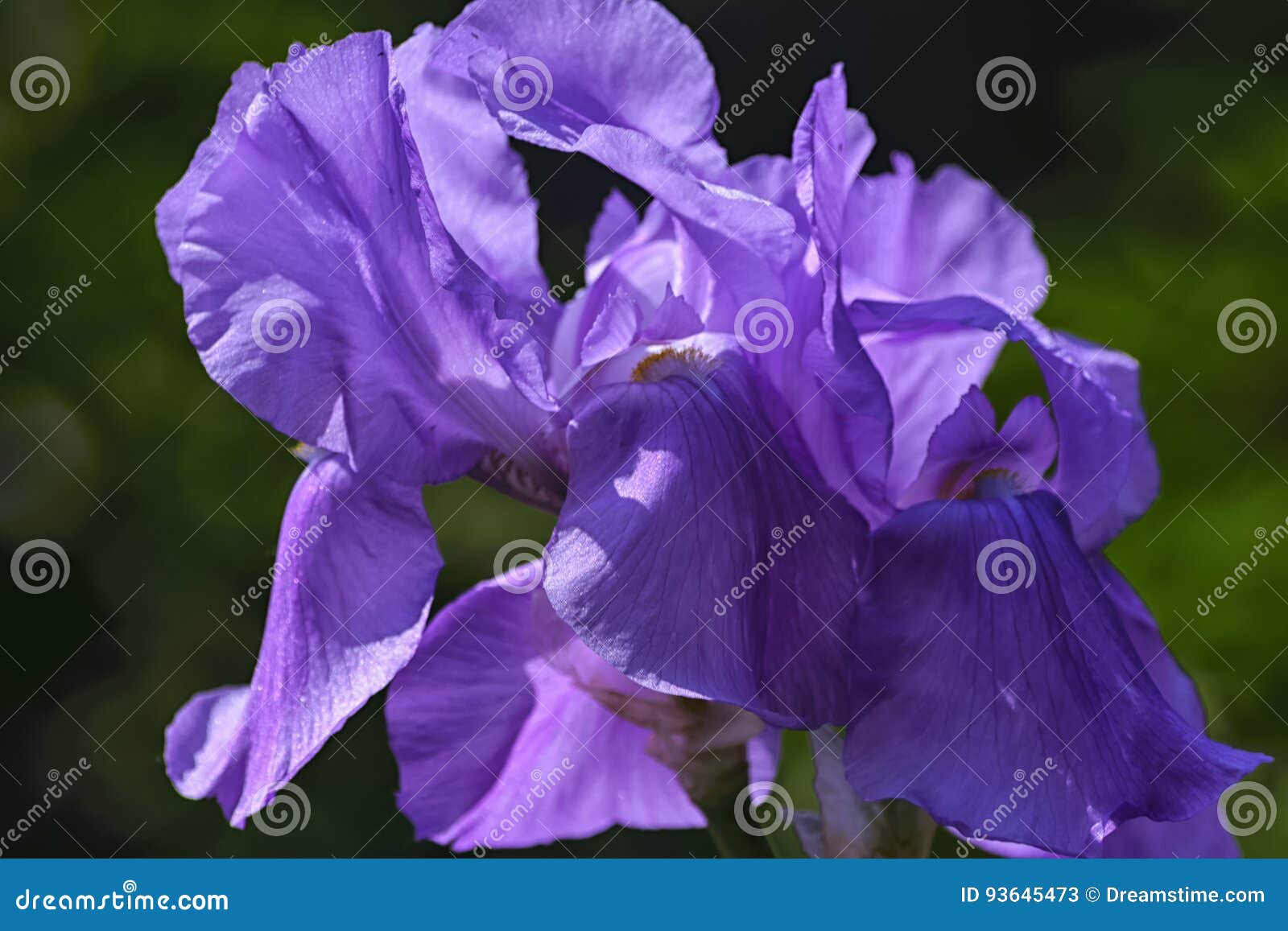 Large Petals of a Purple Iris Flower in the Sun. Stock Image Image of spring, youth 93645473