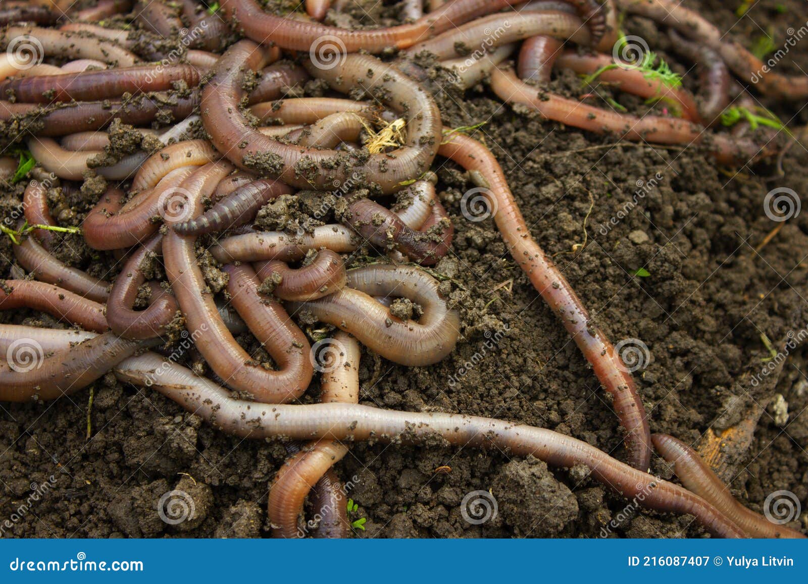A Large Pile of Live Worms that Lies on the Ground. Fishing Bait