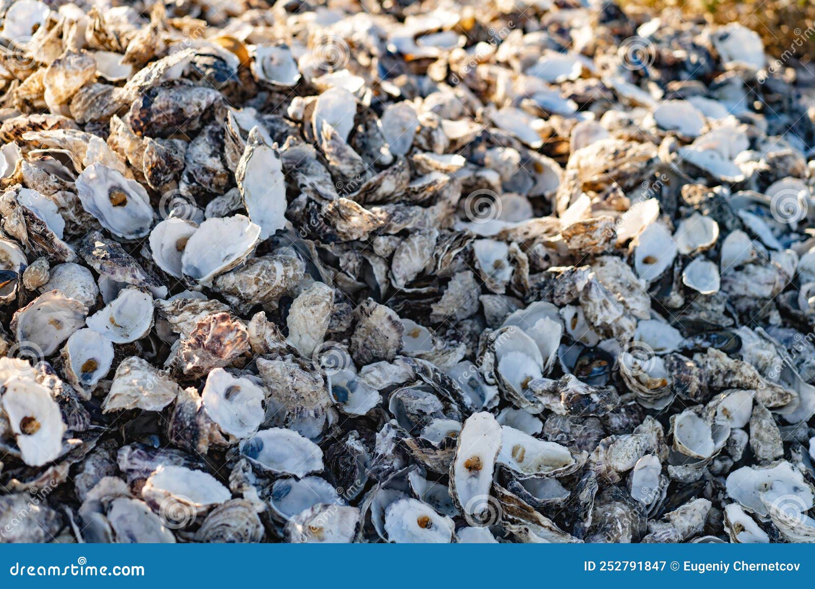 A Large Pile of Oyster Shells Stock Image Image of fishing, discard