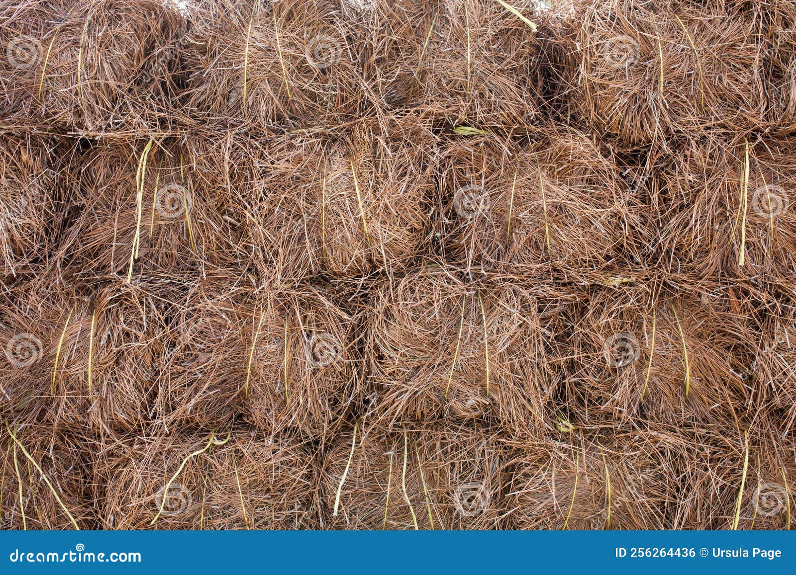 A Large Pile of Pine Straw for Home Garden Beds in the Fall or Spring
