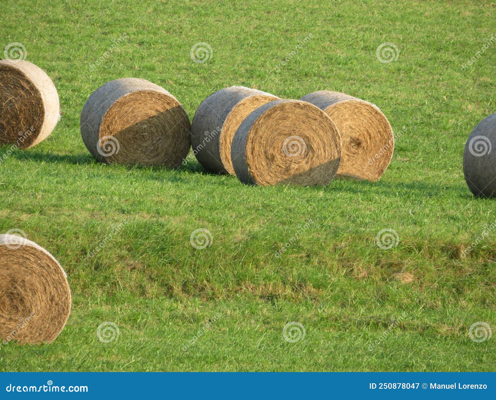 large piles of straw animal feed collection field