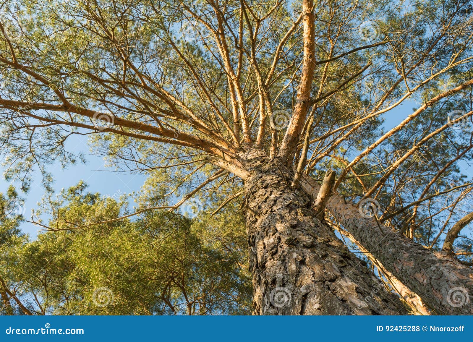 Large Pine Trees Grow on a Forest Hill and are Lit by the Rays of the