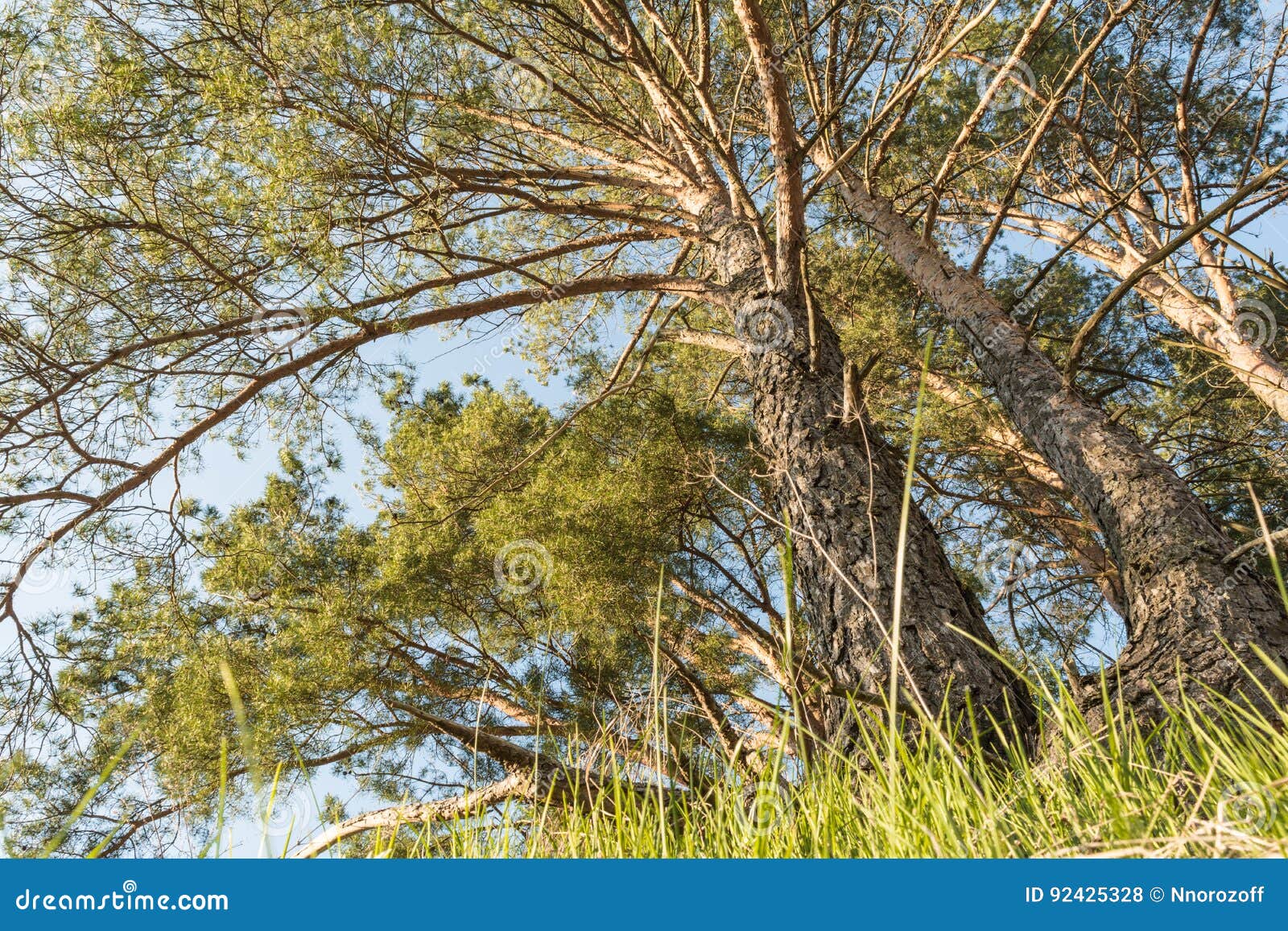 Large Pine Trees Grow on a Forest Hill and are Lit by the Rays of the