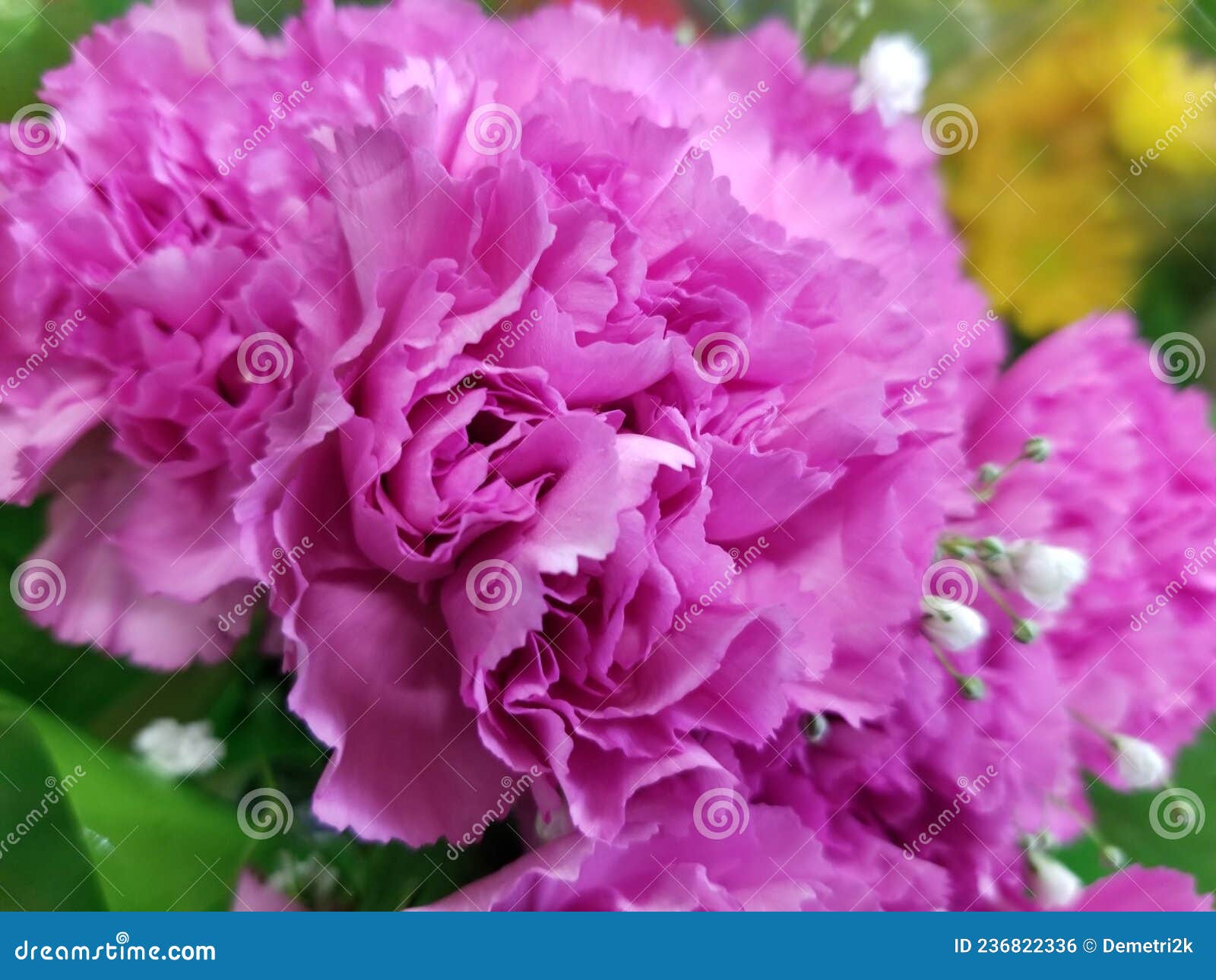 Large Pink Carnation Flower 01 Stock Photo Image of flower, colors