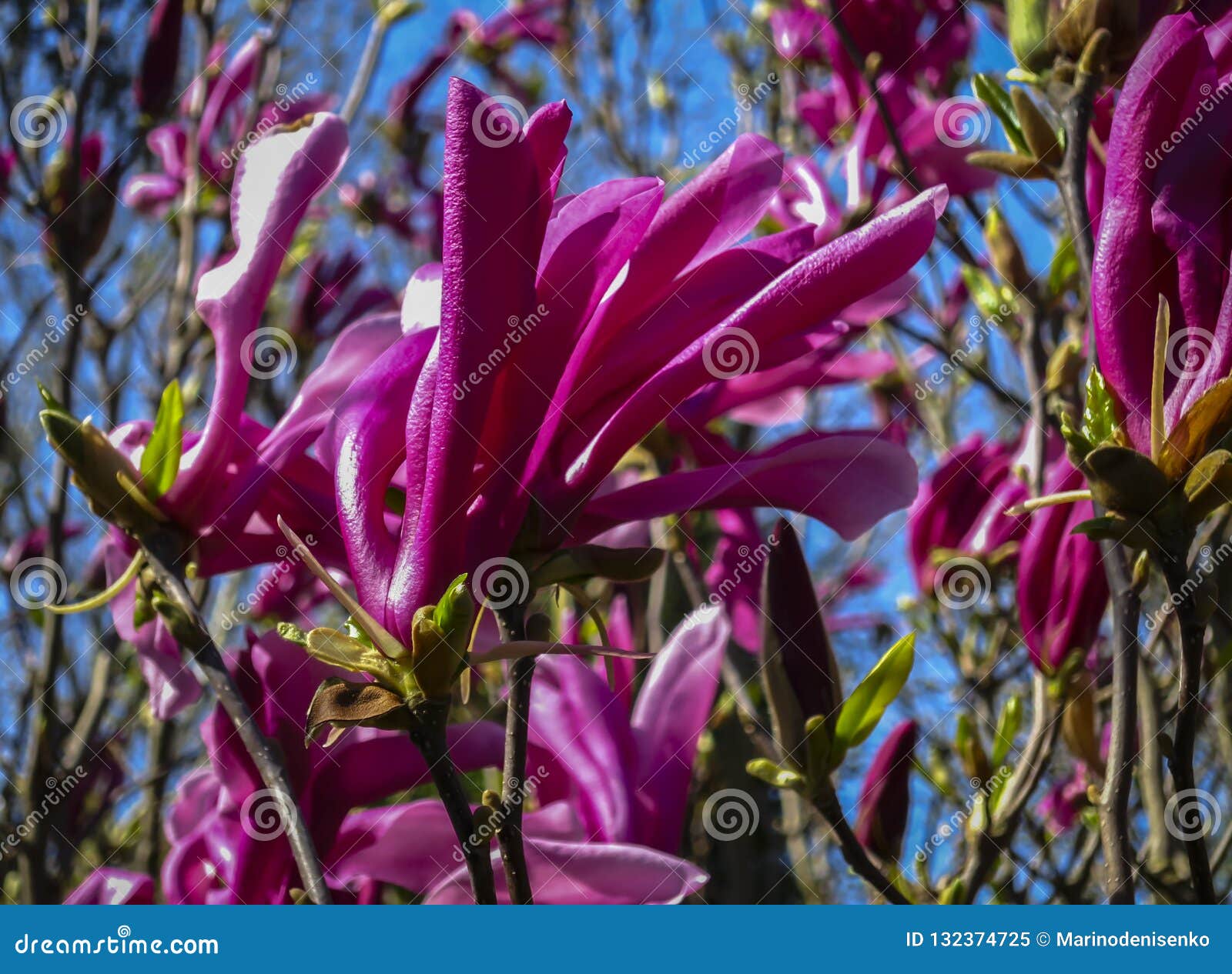 large pink flowers magnolia susan magnolia liliiflora x magnolia stellata on a clear sunny day