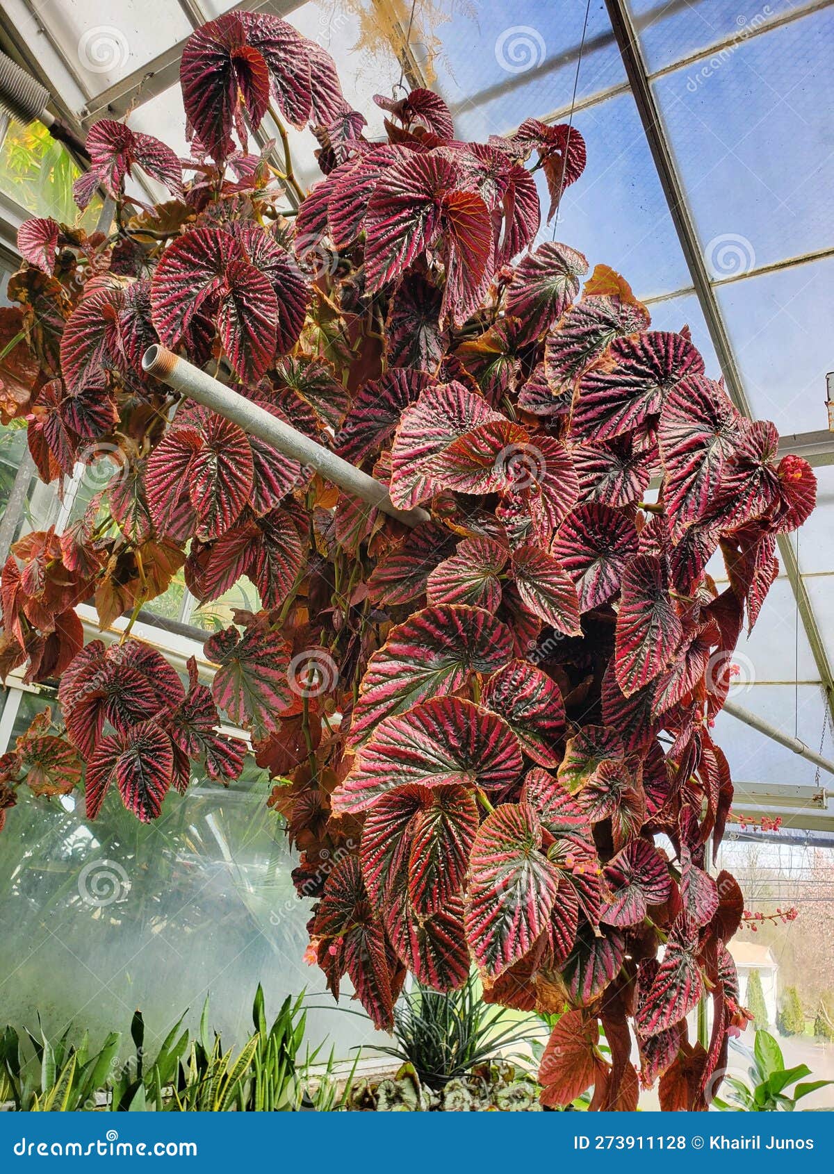 a large cluster plant and the beautiful red leaves of begonia brevirimosa
