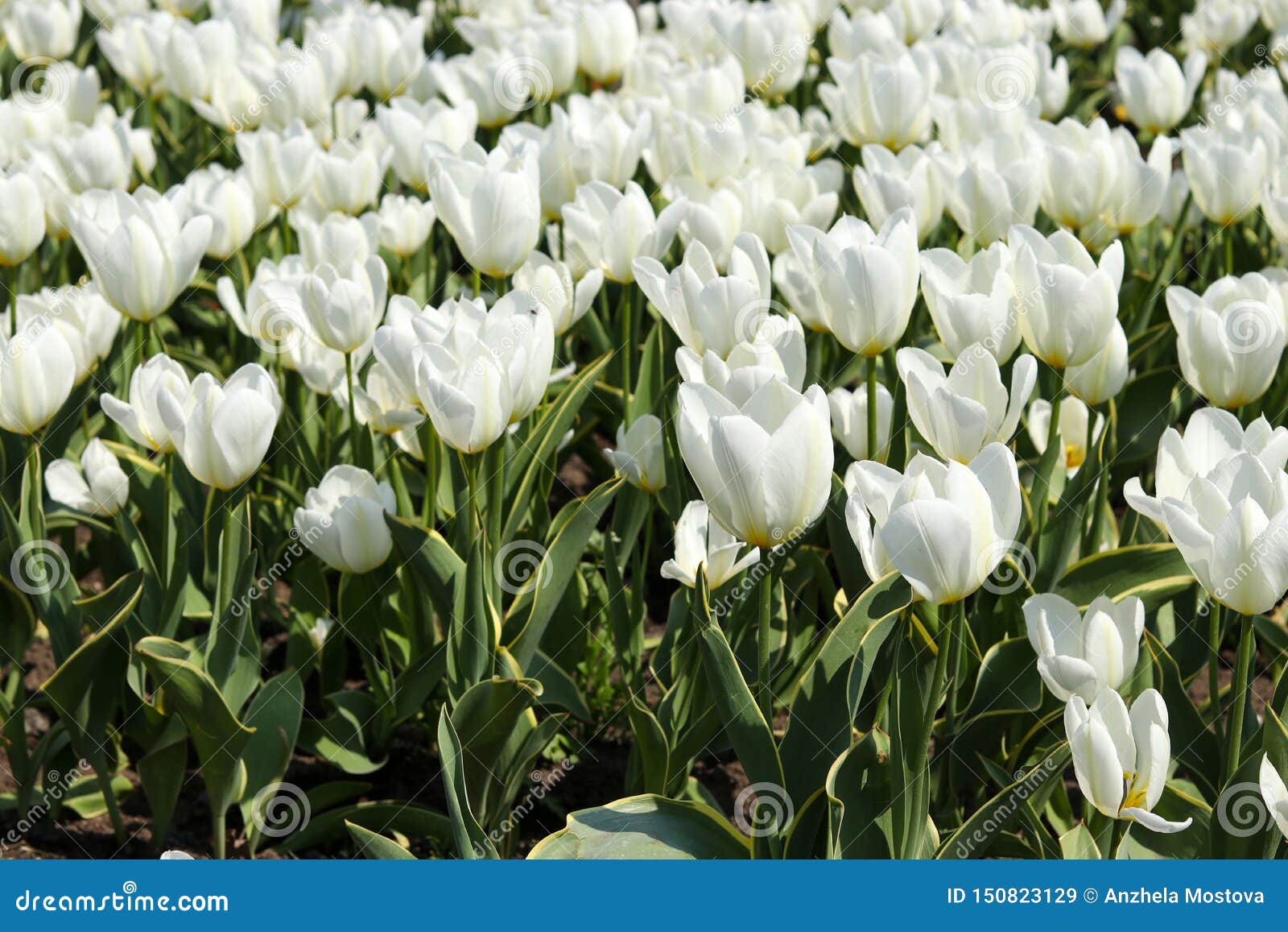 Large Plantation of Blooming White Tulips Growing in the Ground Stock