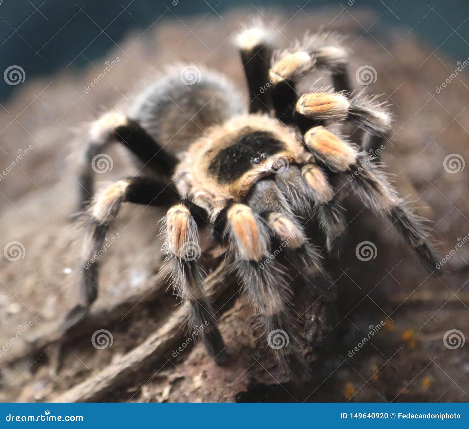 Poisonous Hairy Tarantula Photographed in the Amazon Rainforest Stock ...