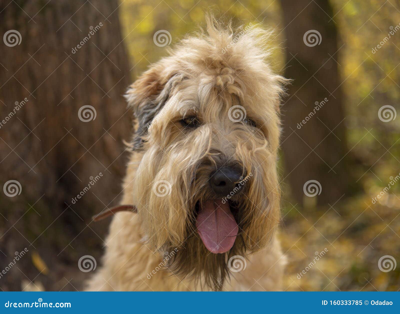 Large Portrait Of Irish Wheaten Terrier, Tongue Sticking ...