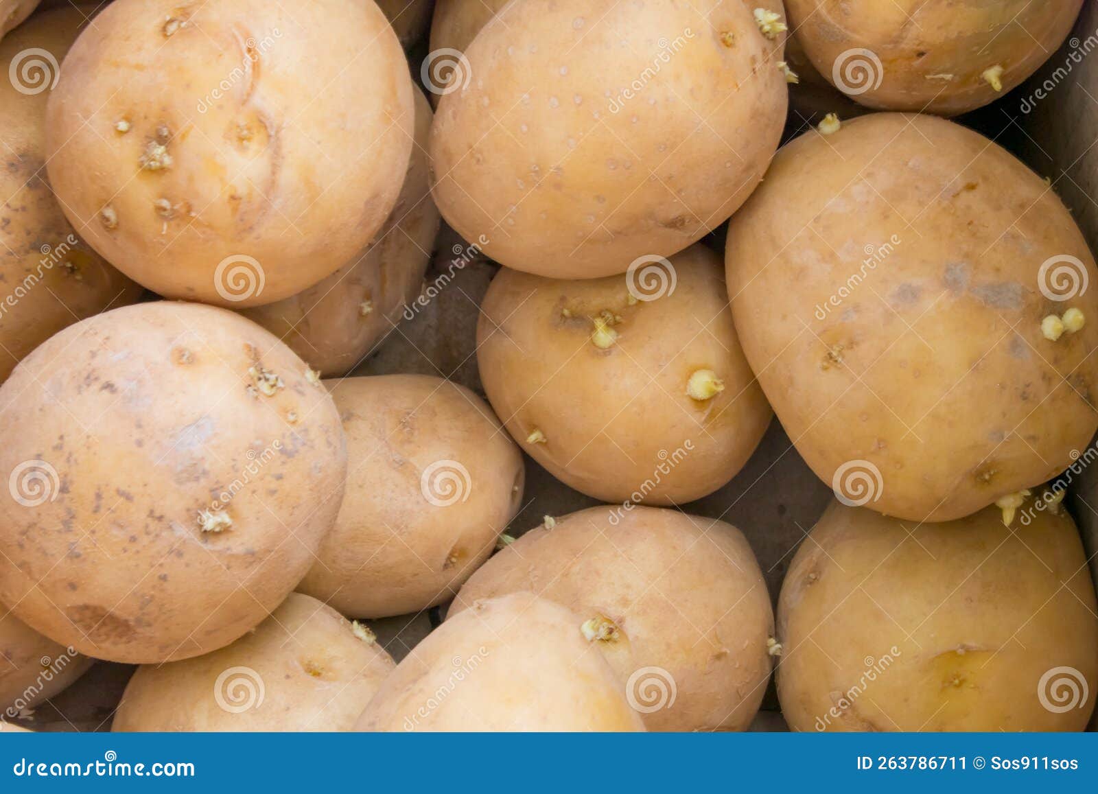 large potato tubers sprouted close-up with sprouts