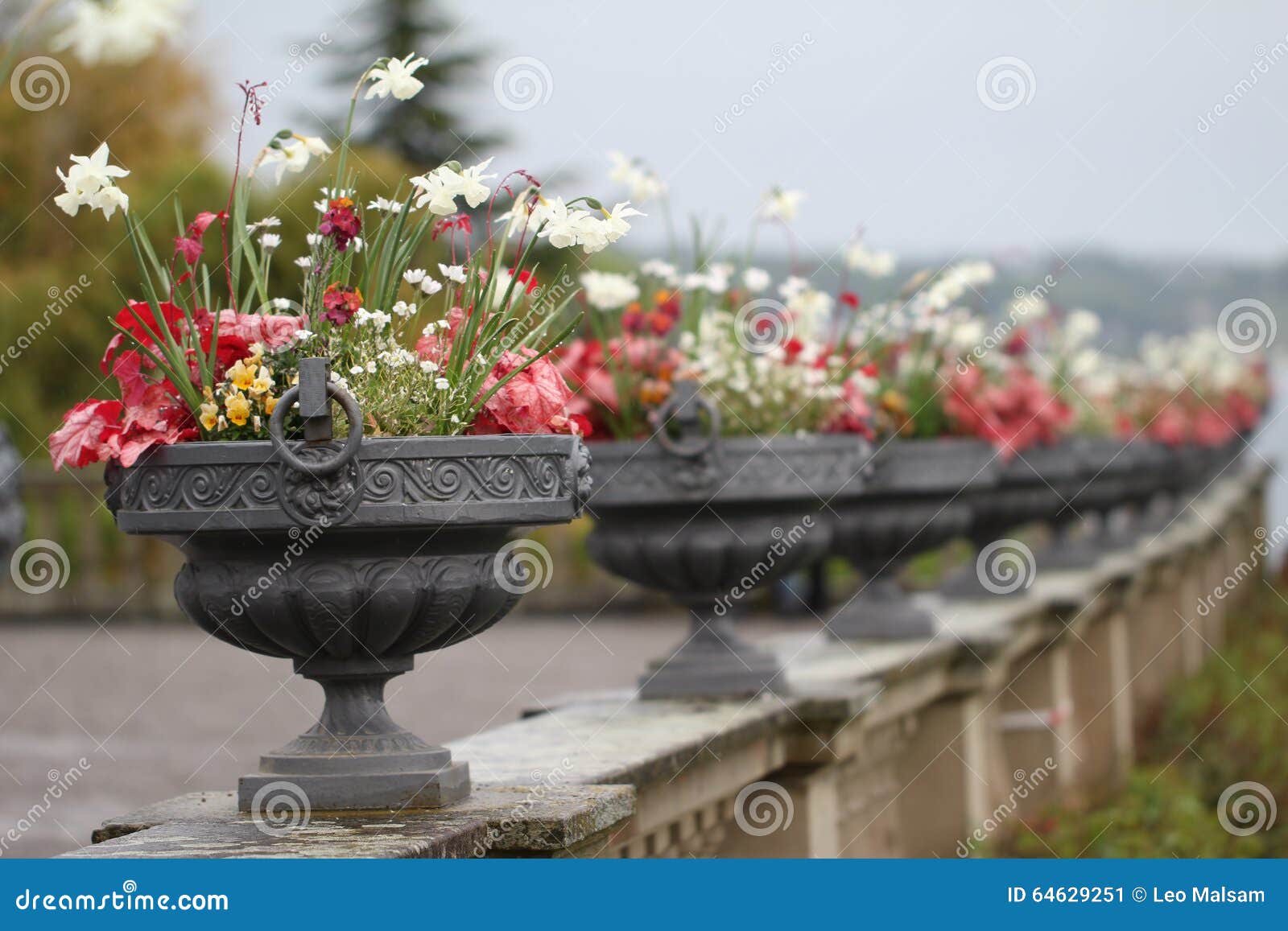 Large pots of flowers stock image. Image of adorn, gardener 64629251