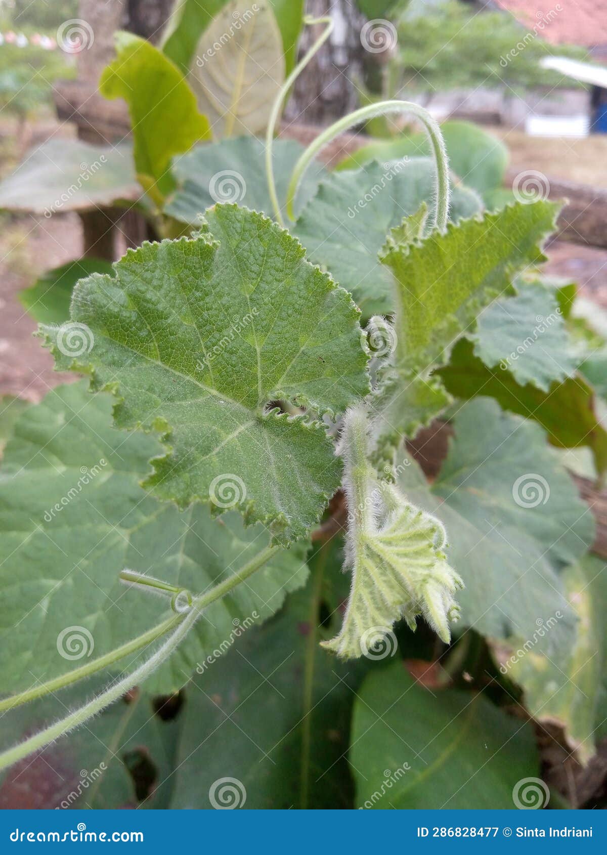 Large Pumpkin Leaves with a Green Color Stock Image Image of soil