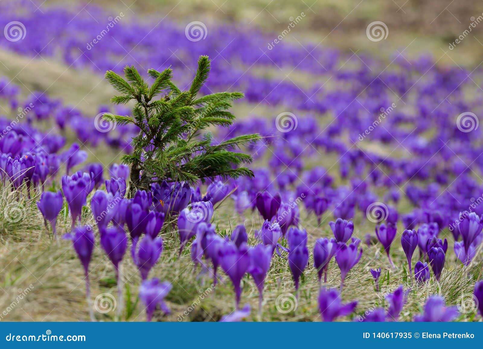 large purple crocus field, saffran glade in spring