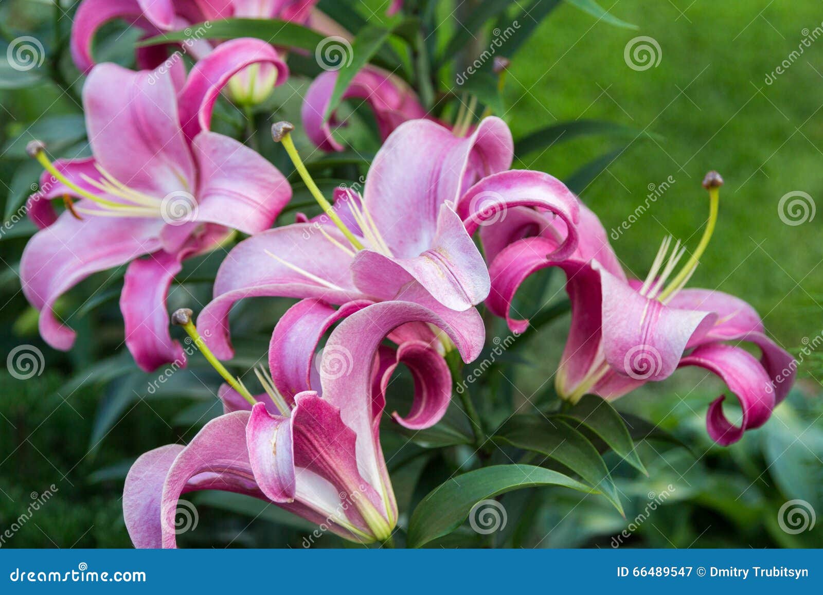 Large Purple Lily Flowers in Foliage Stock Image Image of lilly