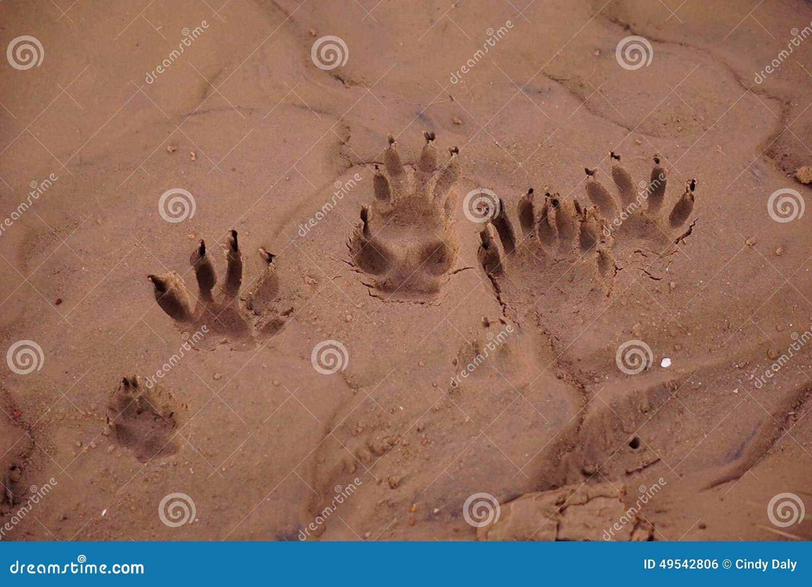 Large raccoon tracks. stock photo. Image of nature, sand - 49542806