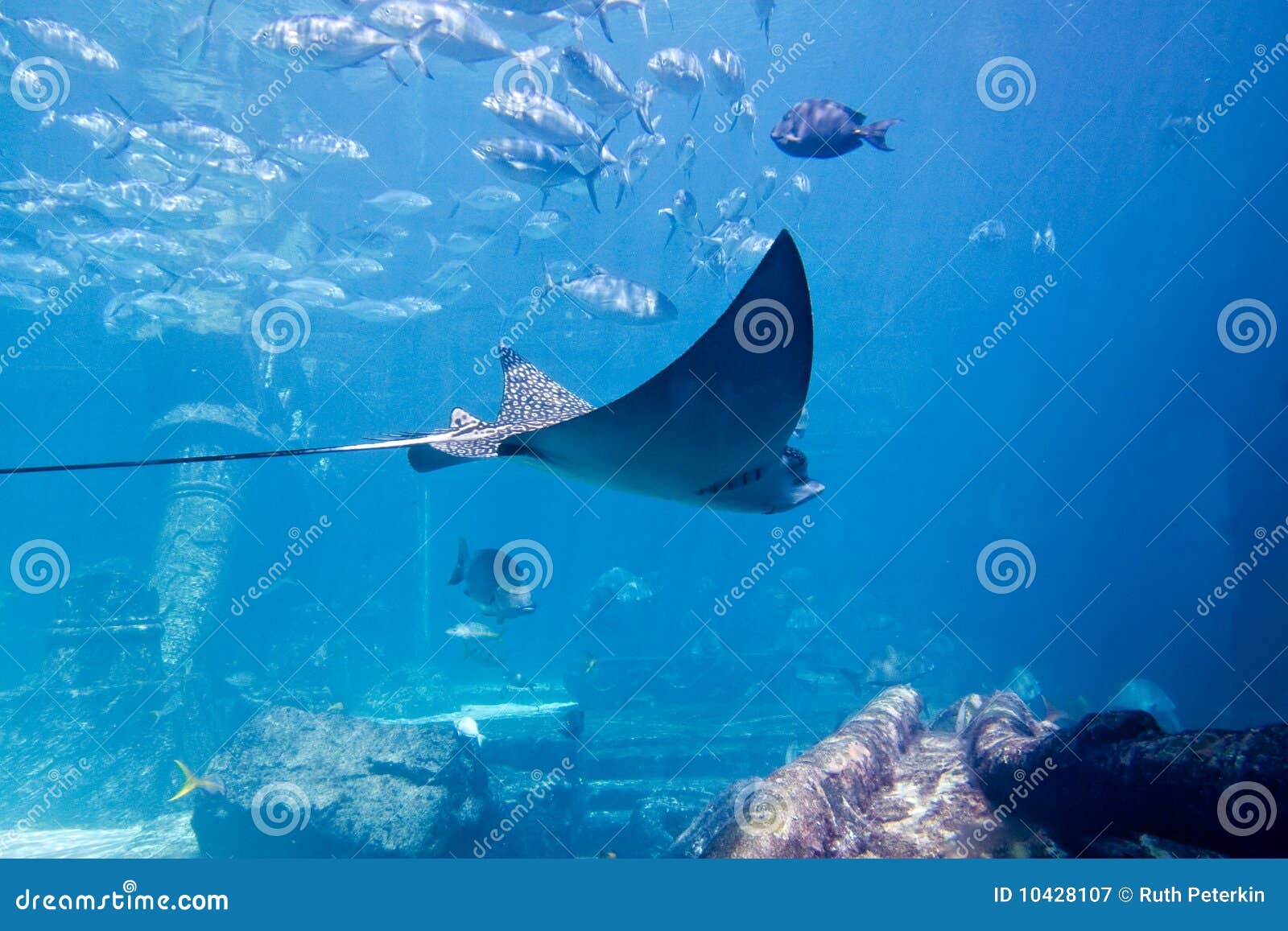 Large Ray in Aquarium in Bahamas Stock Image Image of caribbean, fish 10428107