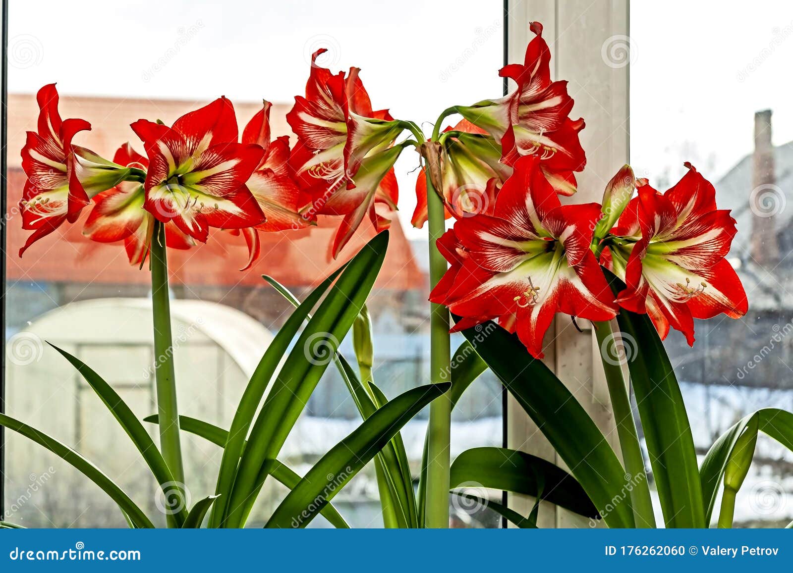 Beautiful Large Red Amaryllis Flowers Stock Photo - Image of amaryllis ...