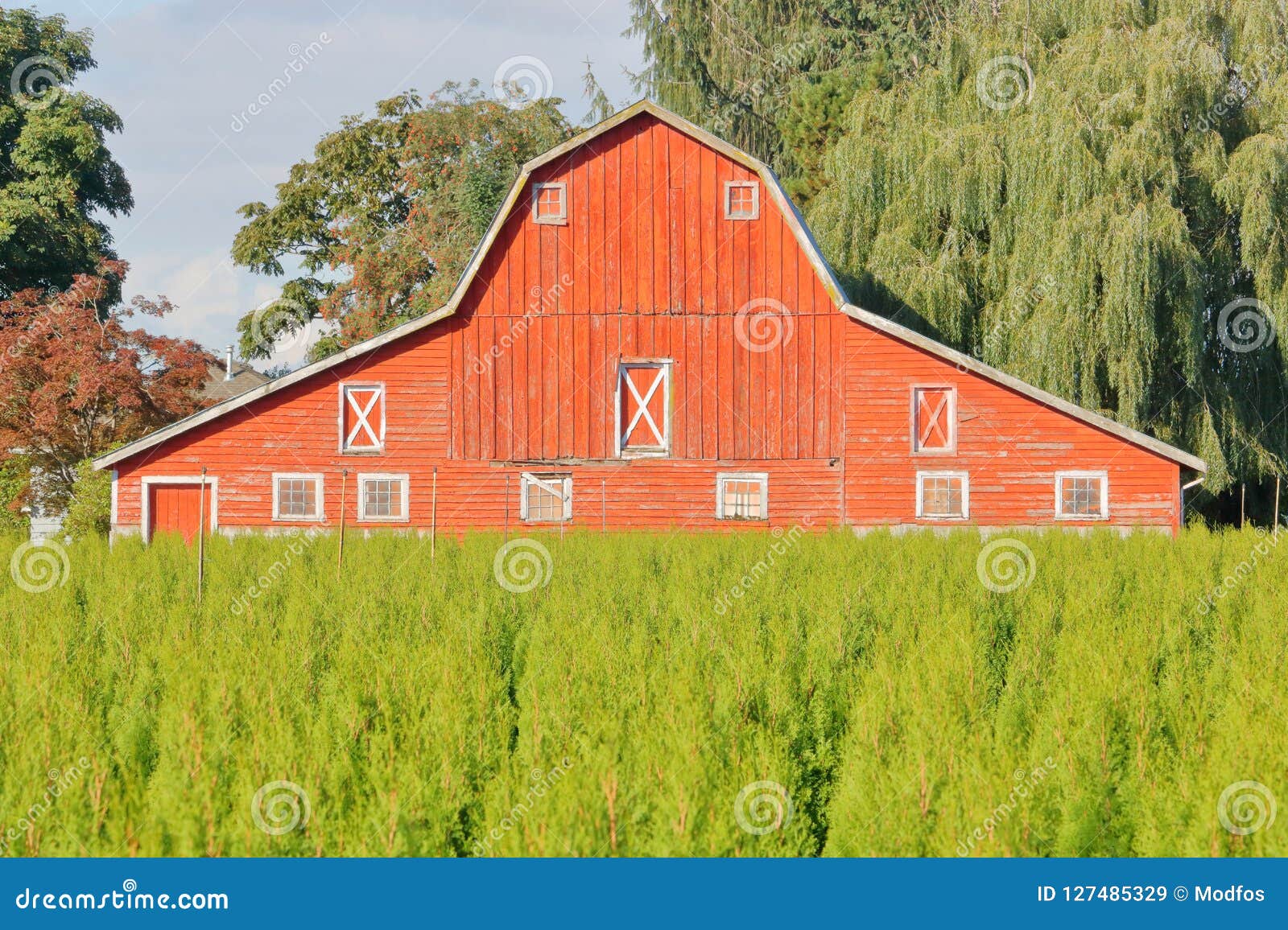 [Image: large-red-barn-tree-farm-wide-landscape-...485329.jpg]